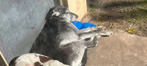 Perro perdido en Arana