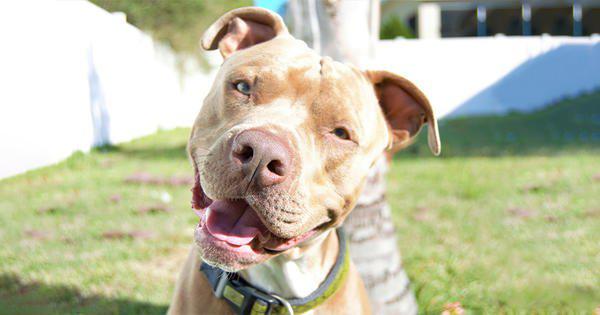pitbull