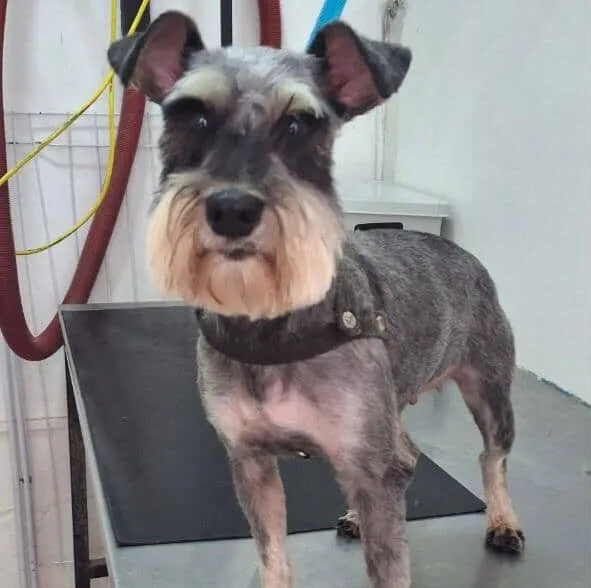 Praga se perdió por la pirotecnia