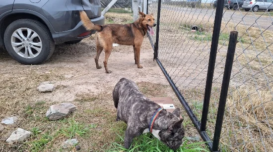 Perros encontrados en Sicardi