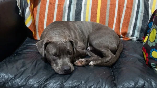 Perro encontrado en Plaza Libertad (13 y 669)