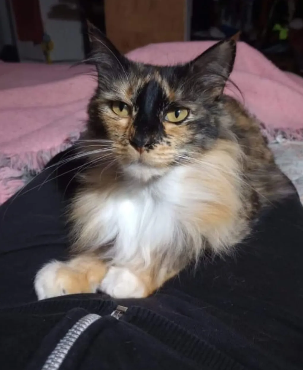 Screenshot_20241114_081941_WhatsApp