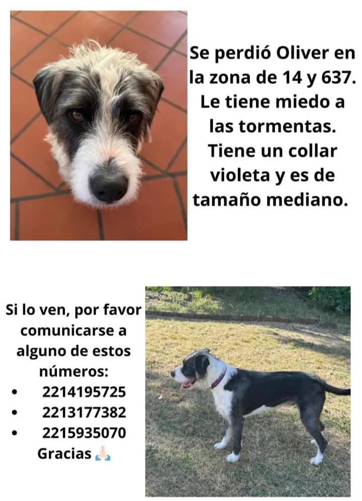 Oliver est谩 perdido