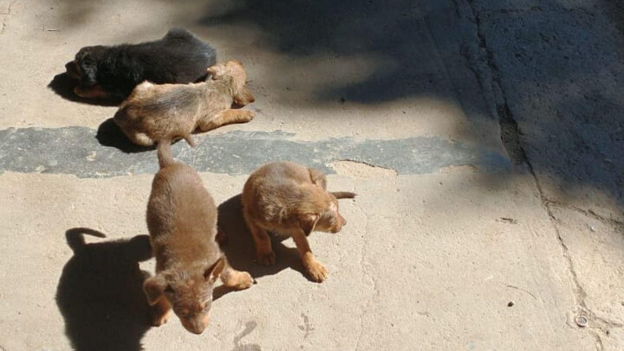 perritos