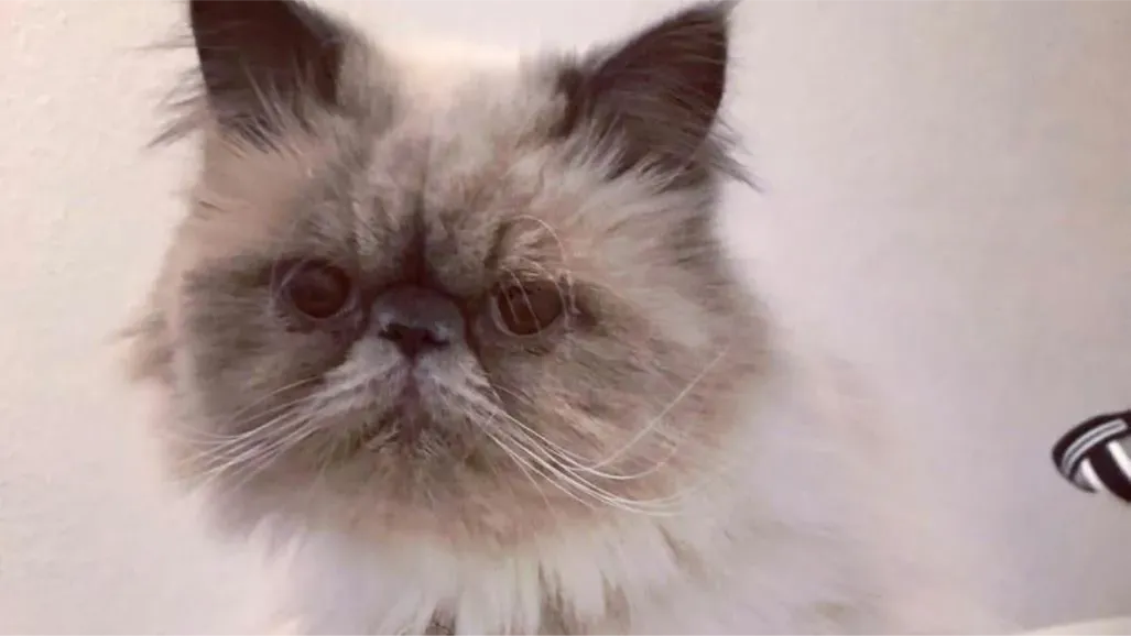 Cozzetti falta de su casa desde el miércoles