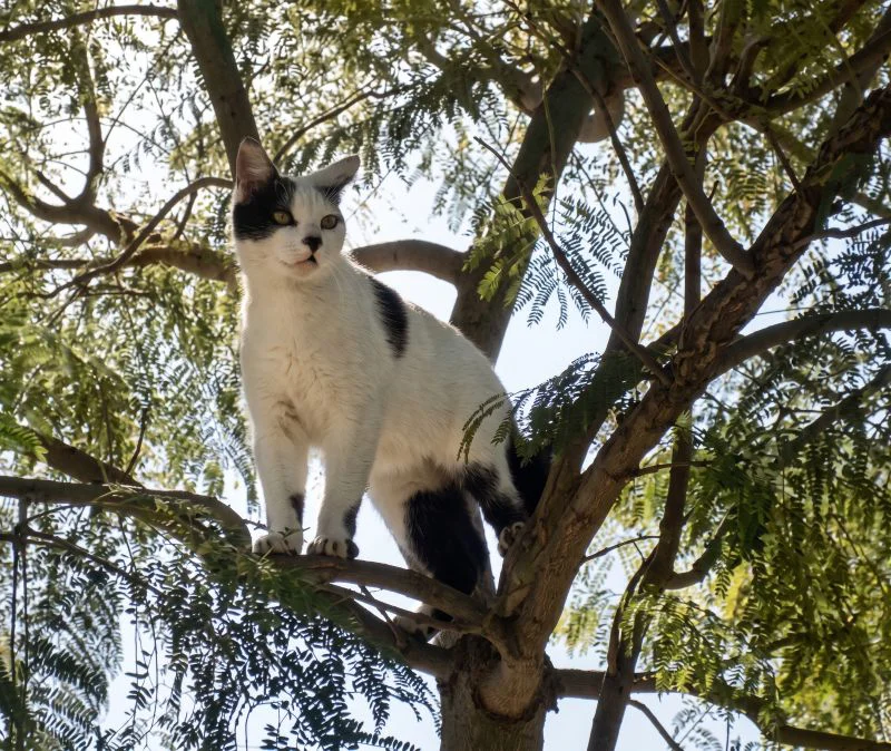 Gato perdido en Sicardi