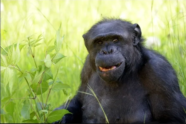 Screenshot_20260205_072426_Gmail