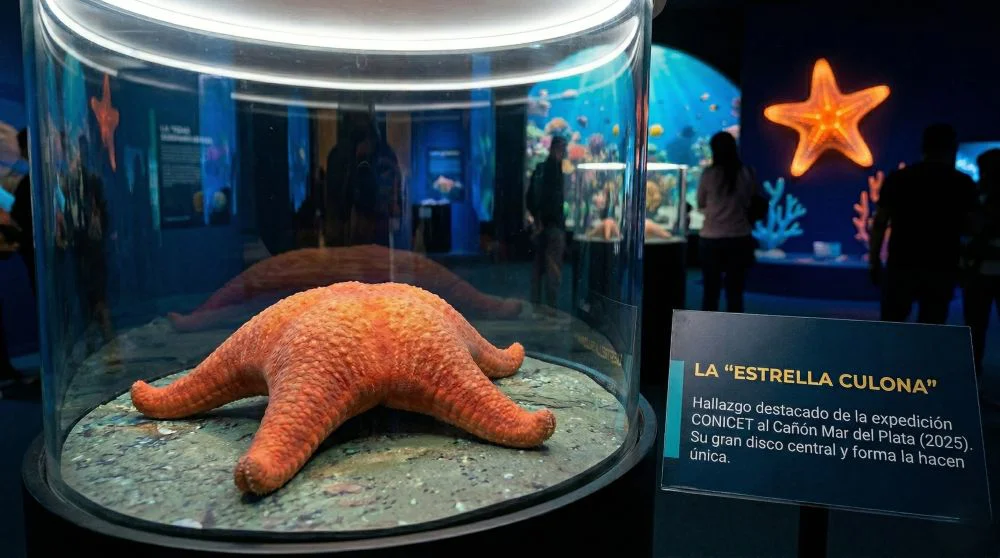 Estrella Culona de Mar del Plata