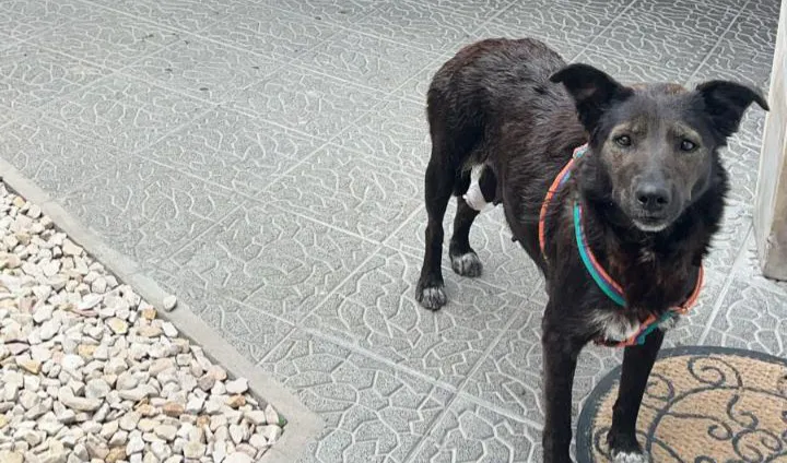 Perro perdido en Sicardi