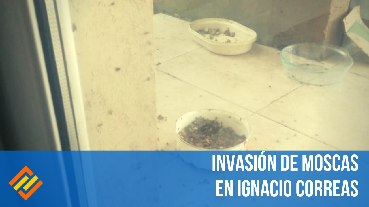 moscas correas