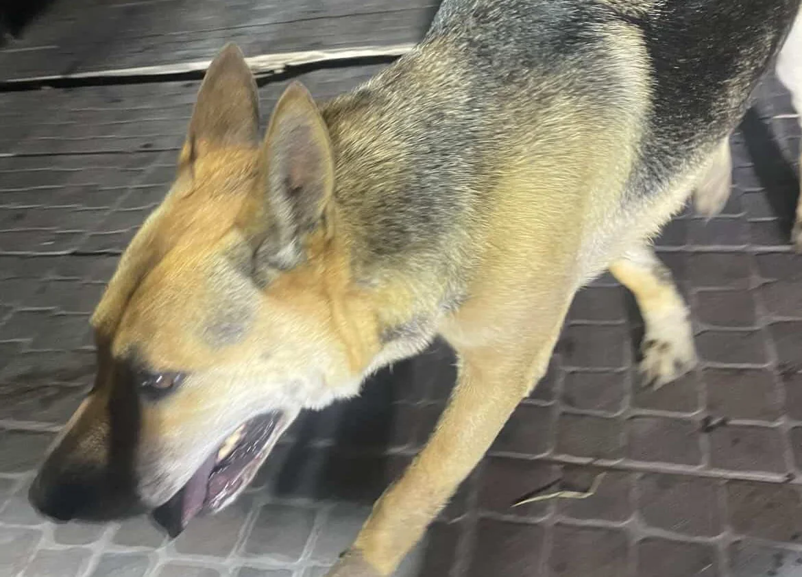 Perro encontrado en Sicardi