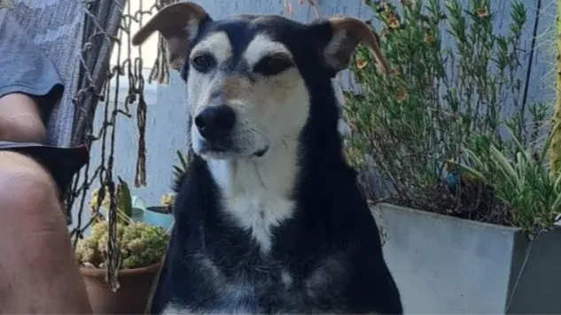 Clarita está perdida desde la Nochebuena