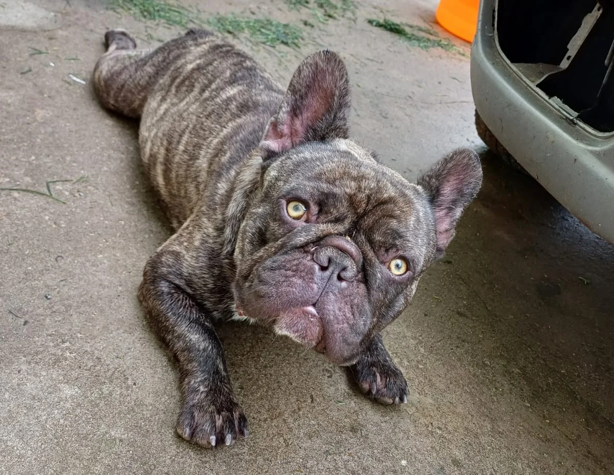 Perro encontrado en Sicardi