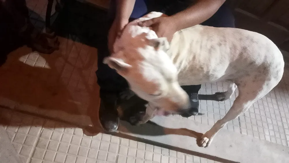 Perro encontrado en 15 y 659