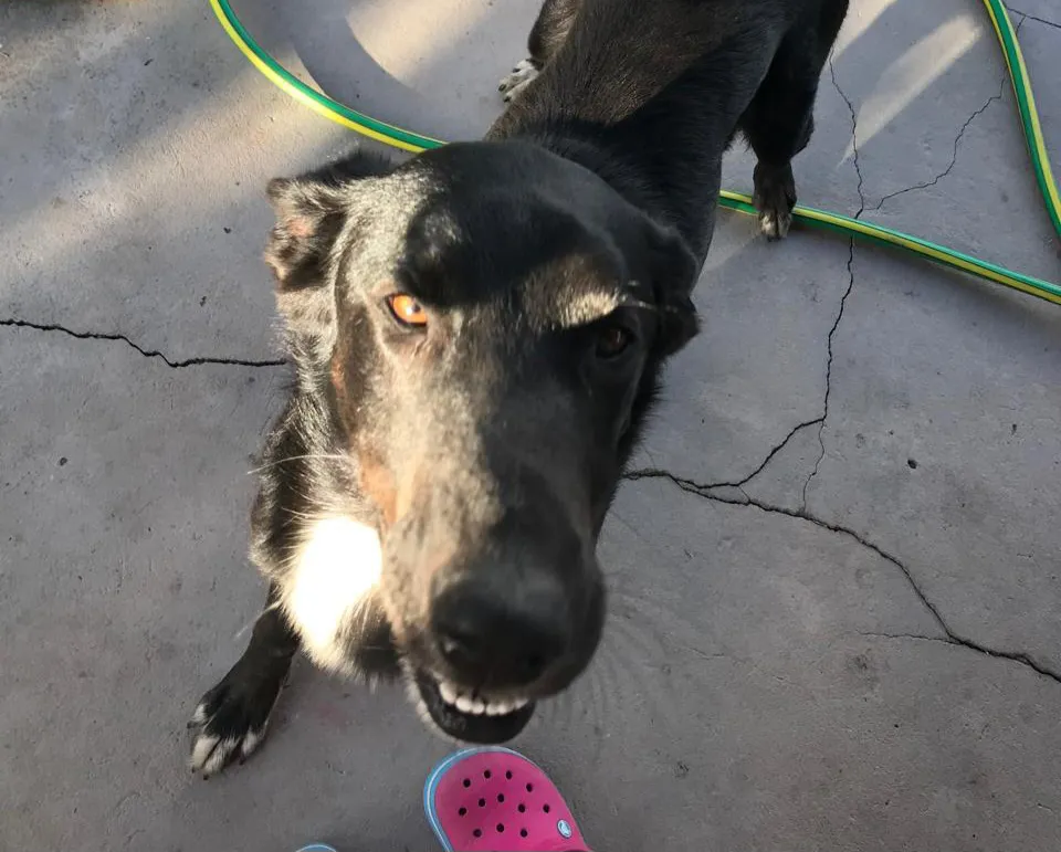 Perro perdido en Sicardi