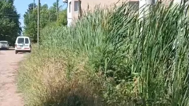 Pastizales en la región