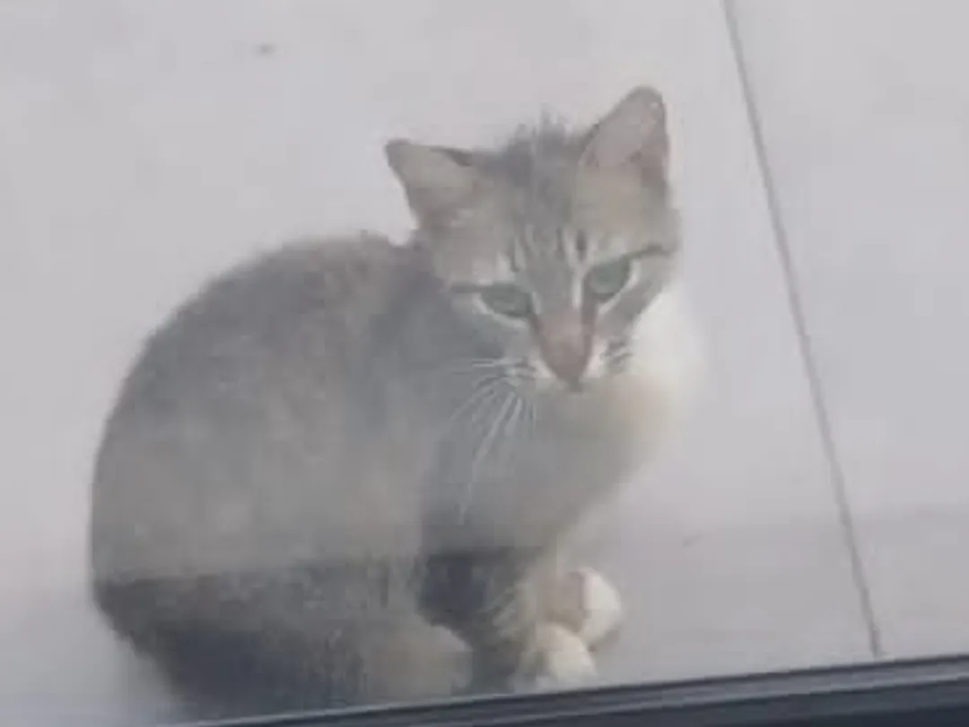 Screenshot_20241220_061424_WhatsAppBusiness