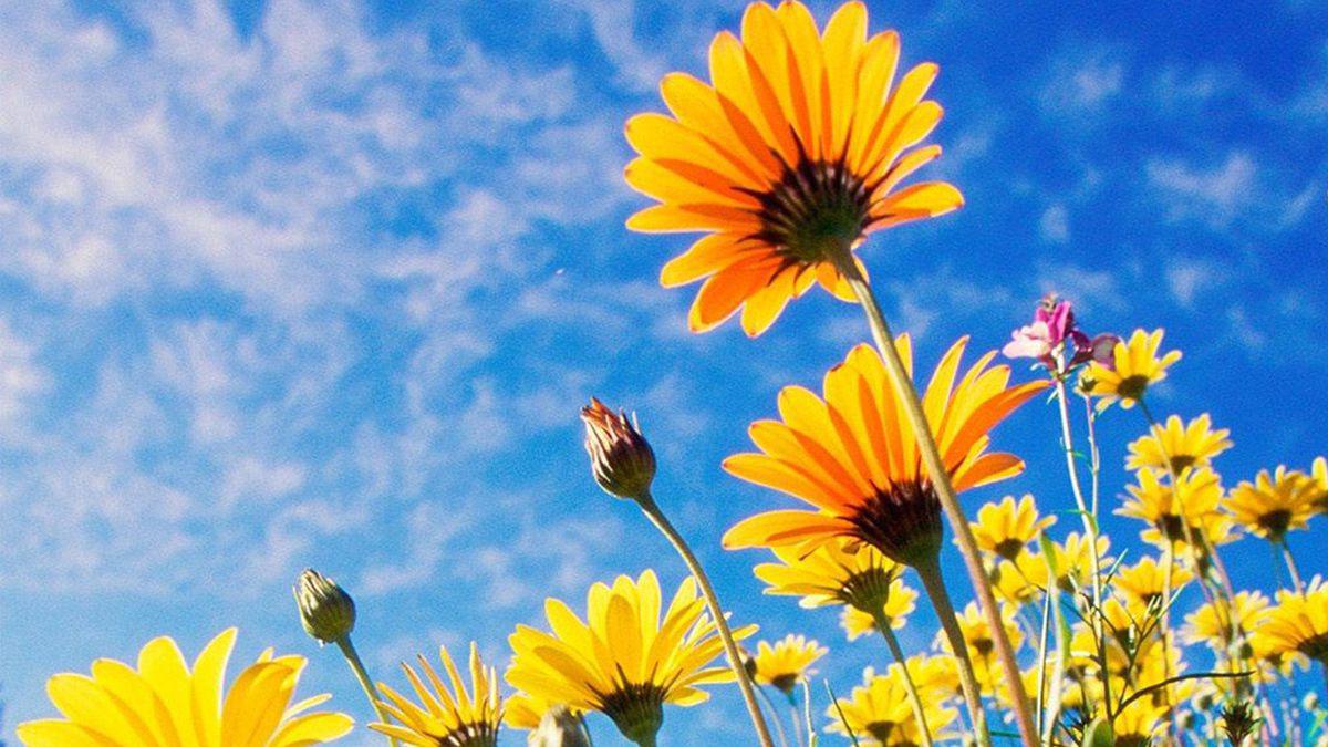 flores