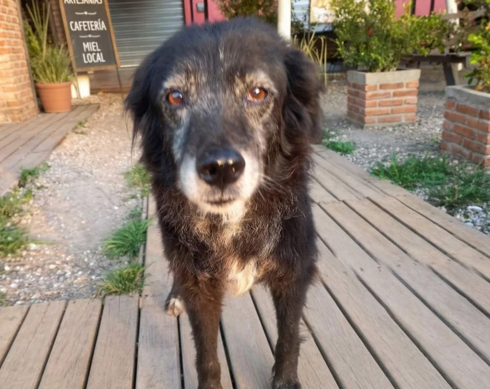 Perro hallado en Arana