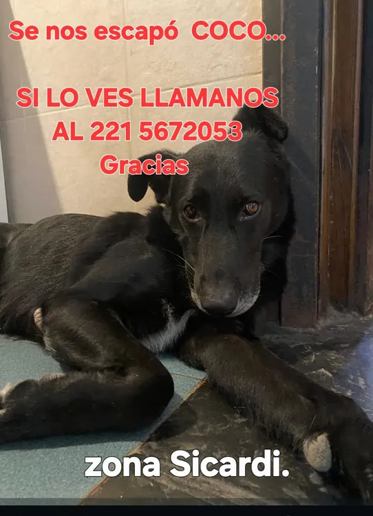 coco_perro_perdido