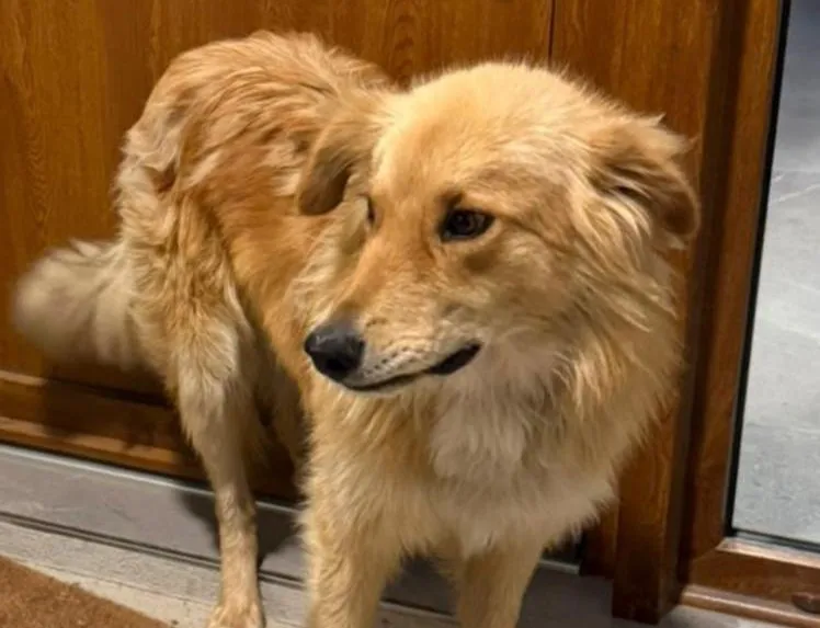 Perro hallado en 137 y 90