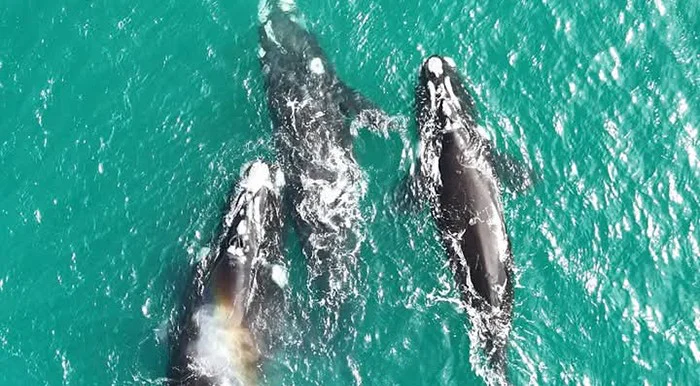 Ballenas en Miramar