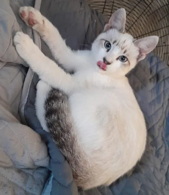 gato_perdido