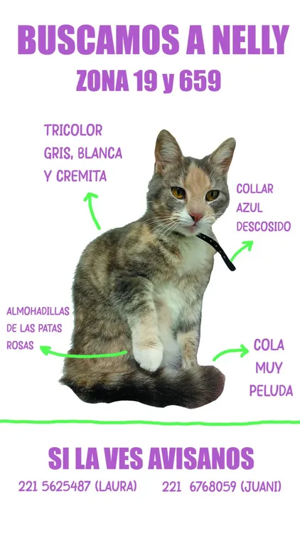 Nelly, la gata perdida