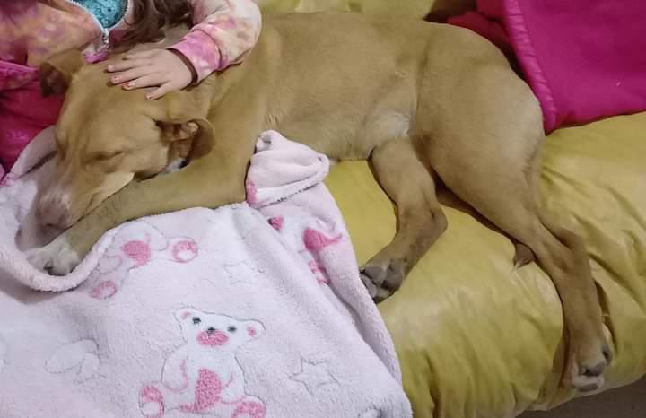 perro