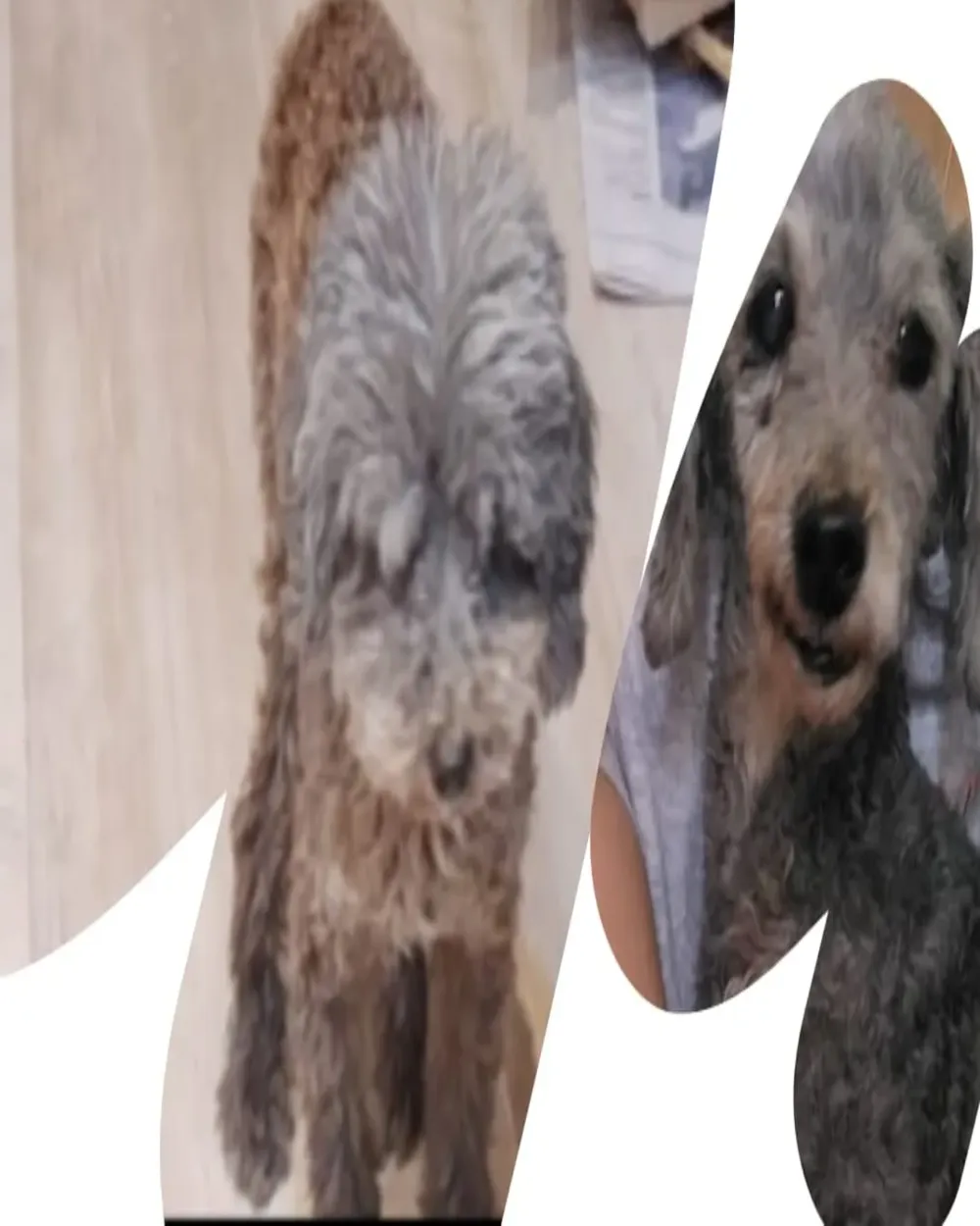 Lito, perro perdido