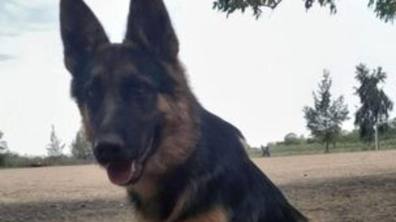 Imagenes sicardi tv (12)