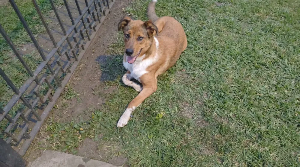 Perro encontrado: buscan urgente a su familia