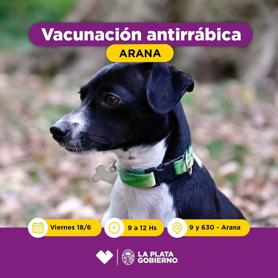 vacunaantirrabic arana