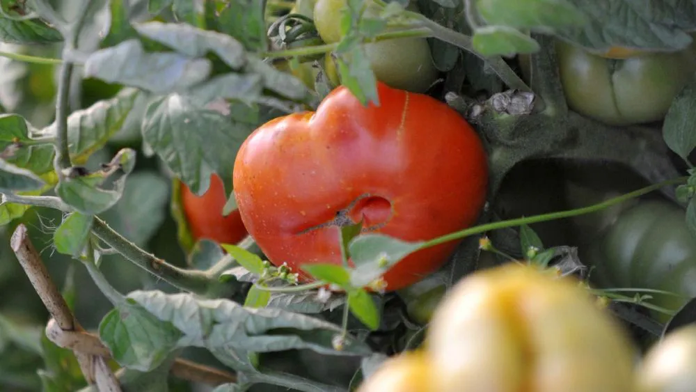 Fiesta del tomate platense